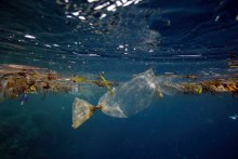 Plastic bag in water (Getty Images: Paul Kennedy)