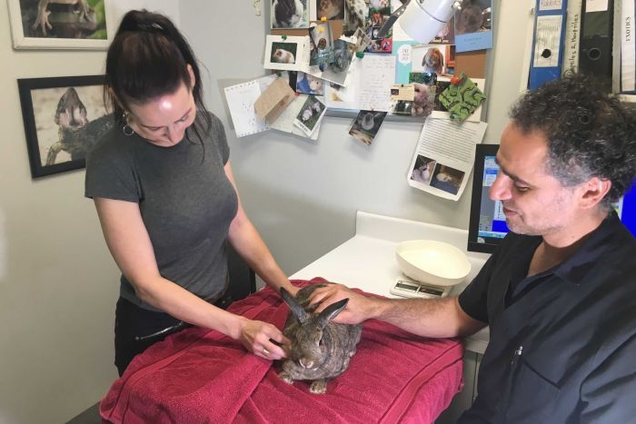 Vet David Vella and Naonmi Whitfield pat Ms Whitfield's rabbit Kenji.