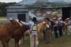 Junior beef handlers in the ring with the judge