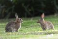 Bye bye bunny: introduction of a new calicivirus aims to target wild rabbit population growth cause by resistance to ...