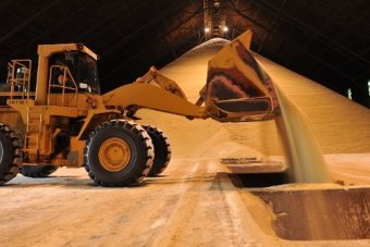 A large front-loader is loading export sugar from a huge pile in a bulk storage facility