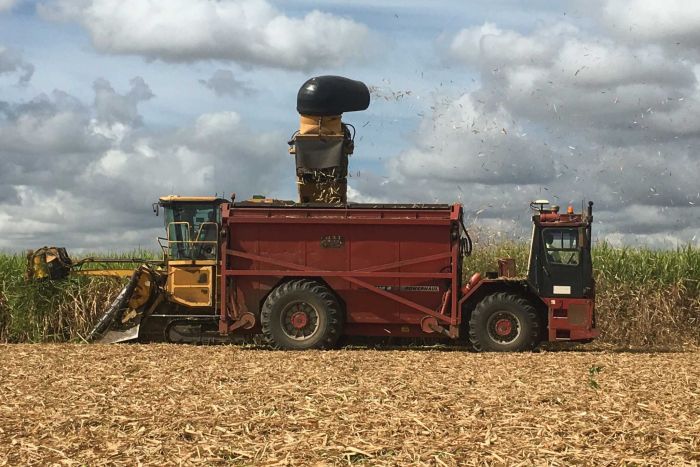 Sugarcane being harvested on the Gold Coast