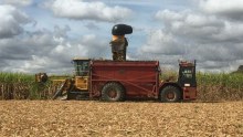 Sugarcane being harvested on the Gold Coast