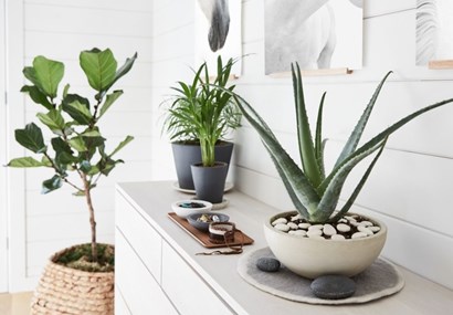 How to care for (and not kill) houseplants 