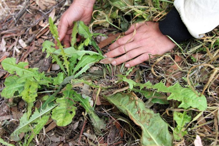 Dandelion taraxacum