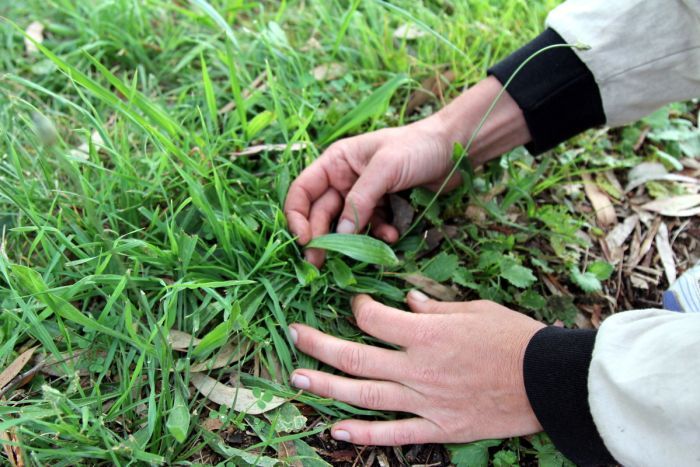 Plantain plantago