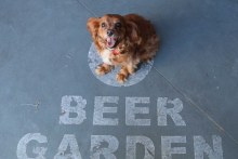 Dog at pub (ABC News)