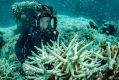 Richard Fitzpatrick examines bleached corals at Vlasoff Reef, north east of Cairns.