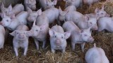 Piglets raised in open pens