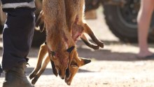 Foxes were targeted during a three day hunt