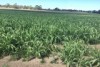 Tall green plants growing in a field.