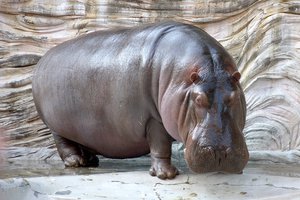 The hippopotamus (Hippopotamus amphibius), or hippo, from the ancient Greek for "river horse" (ἱπποπόταμος), is a large,