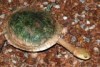 Flat-shelled Long-necked Turtle (Chelodina steindachneri), near Wiluna, WA in February 2017.