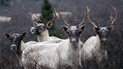 Quel avenir pour les animaux nordiques?