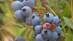 Bleuets sauvages du Québec a le vent dans les voiles