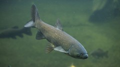 La menaçante carpe asiatique est arrivée dans le fleuve Saint-Laurent