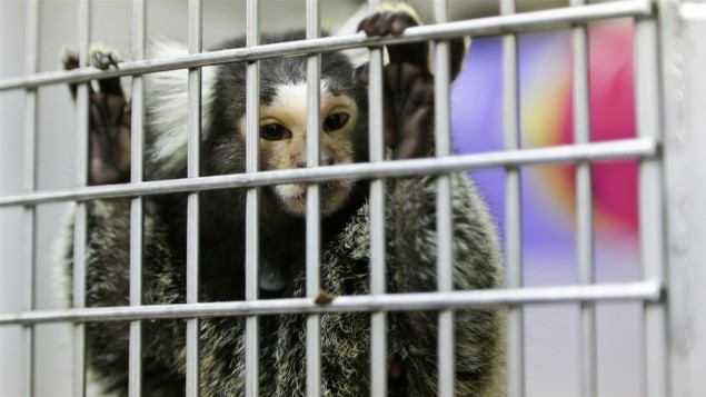 Un marmouset derrière les barreaux d'une cage