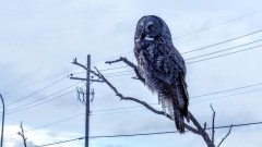 Les chouettes lapones font leur apparition à Thunder Bay