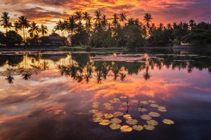 Silhouette of palm trees on the lake.