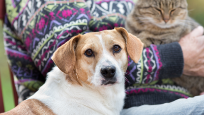 Can you bury your pet with you after you die