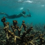 Photo: Dead Coral off Lizard Island. The Ocean Agency / XL Catlin Seaview Survey / Richard Vevers.