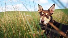 Kelpie in paddock