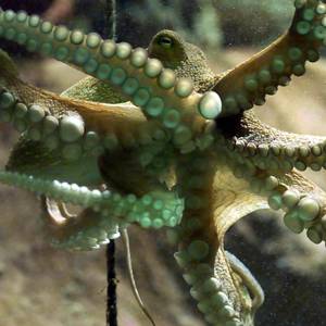 Cephalopods possess some extraordinary traits such as instantaneous colour changing, ink squirting, jet propulsion and polarised vision