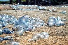 Where did all the bluebottles come from over summer? (ABC Radio Brisbane)