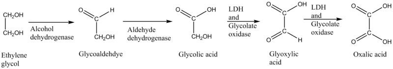 Ethylene glycol toxication.png