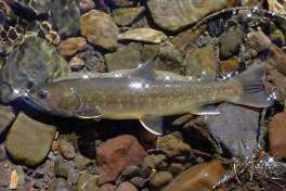 FILE - This undated file photo provided by the U.S. Forest Service shows a bull trout in the Little Lost River in Idaho. A federal lawsuit by an environmental group seeking to force federal agencies to analyze whether about two dozen dams operating in Idaho, Oregon, Washington and Montana are harming bull trout has been dismissed. (Bart Gamett/U.S. Forest Service via AP,File)