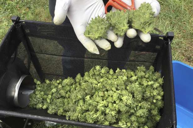 FILE--In this Sept. 30, 2016, file photo, a harvester examines marijuana buds from a trimming machine near Corvallis, Ore. In Oregon, at least 12,500 jobs are attributed to legal recreational marijuana and in Oregon, Washington state and Colorado, marijuana tax revenues totaled $335 million in 2016.