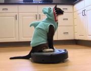 A cat rides a vacuum cleaner robot