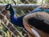 Bachelor peacock finds a new pad