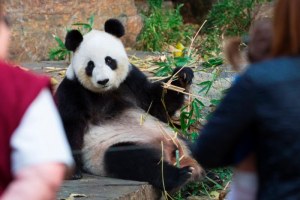 Adelaide Zoo's giant panda Fu Ni (Supplied: Zoos SA Adrian Mann)