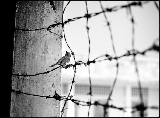 barbed-wire-bird