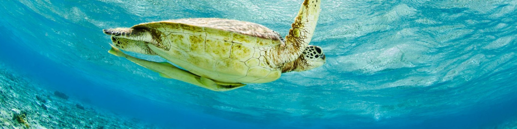 Galapagos Islands, turtle