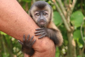 Young capuchin monkey orphaned by poachers and now a pet.