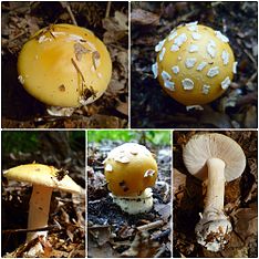 Amanita gemmata von hms.jpg