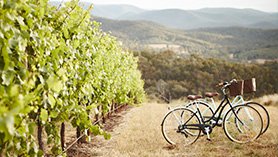 Cycle-Trail-Summer-VineyardCycl BrownBrothers-16x9