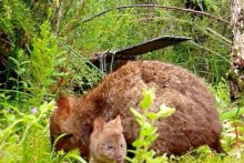 Quokka joey and its mother