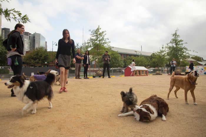 Dogs play at artists' inner-city park