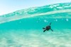 Tiny turtle in crystal clear water