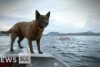 Kelpie coxes Snap and Lomu bark out orders on the River Derwent