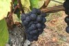 Picture of pinot grapes at Pooleys Vineyard