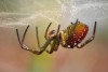 A community spider hangs from its web