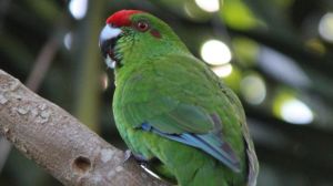 Norfolk Island green parrots faced an existential threat from feral animals.