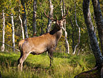 Cervus elaphus LC0367.jpg