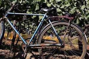 Wine route ... vines in the Colchagua Valley.