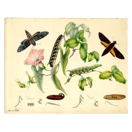 Convolvulus Hawk Moth and Hawk Moth