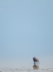 Bunyampaka Salt Lake. Queen Elizabeth National Park. Uganda. Animals such as water buffalo come to heal wounds at the ...